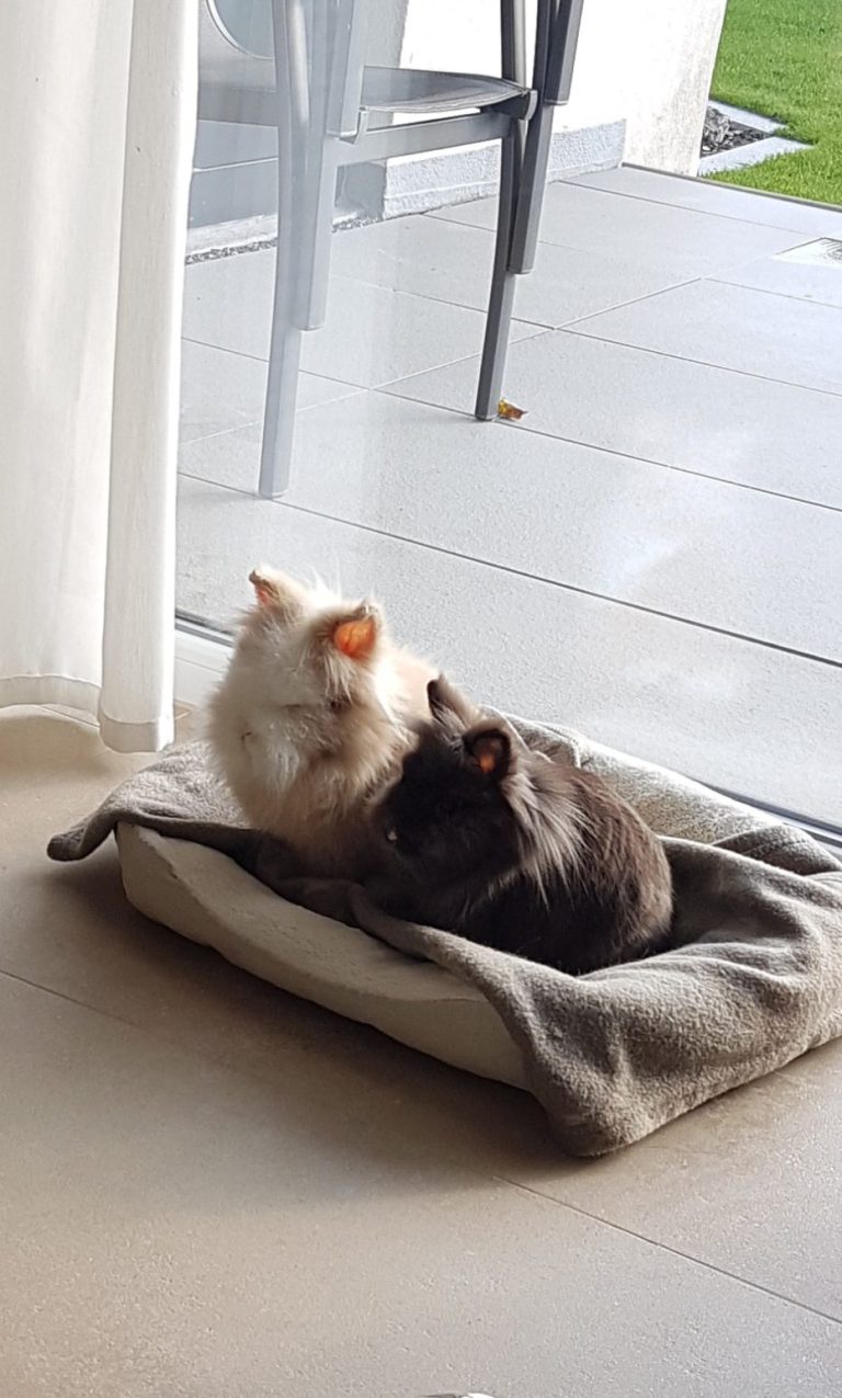 Jimba und Atztek